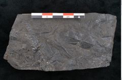 Foto (Detailansicht) von Taeniopteris pseudovittata Ettingshausen (NHMW-GEO-2024-0188-10286)